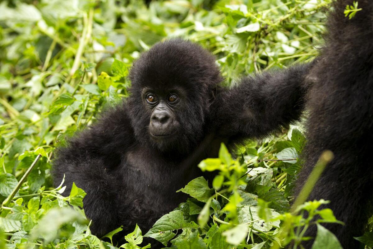 Gorilla Trekking, Conservation Experience
