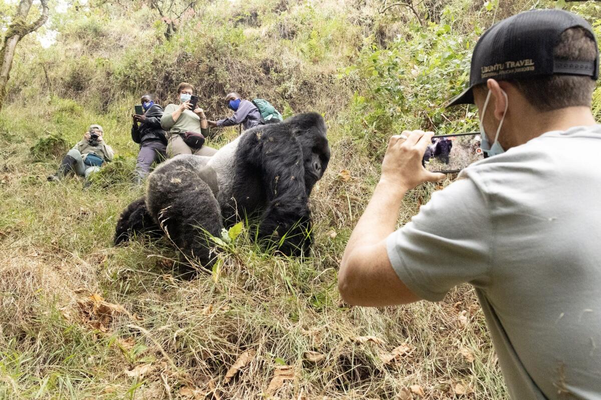 Uganda, Gorilla Trekking, Volcanoes Safaris, Mgahinga Gorilla National Park.