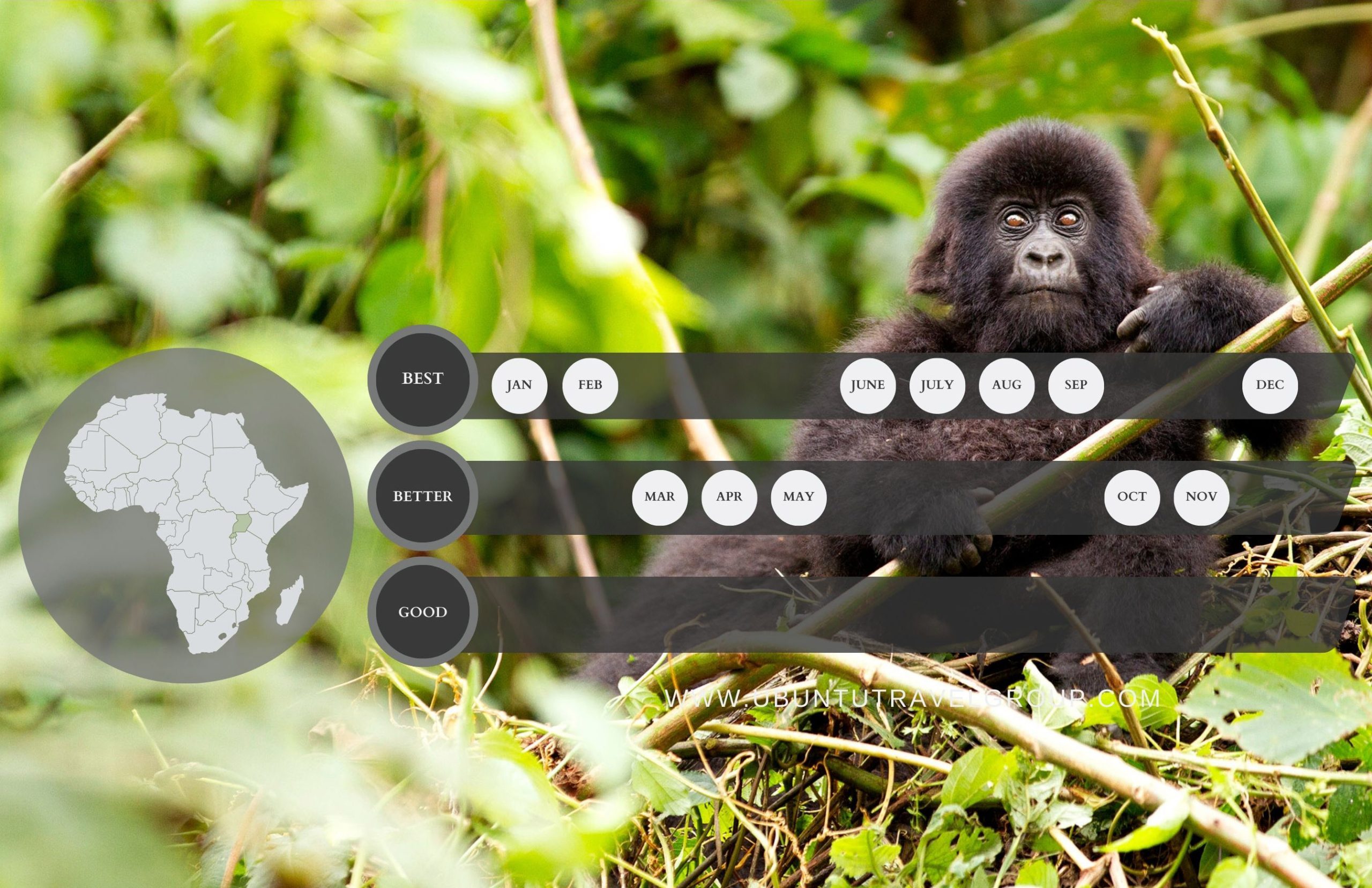 When is the best time to go Gorilla Trekking. Season Guide.