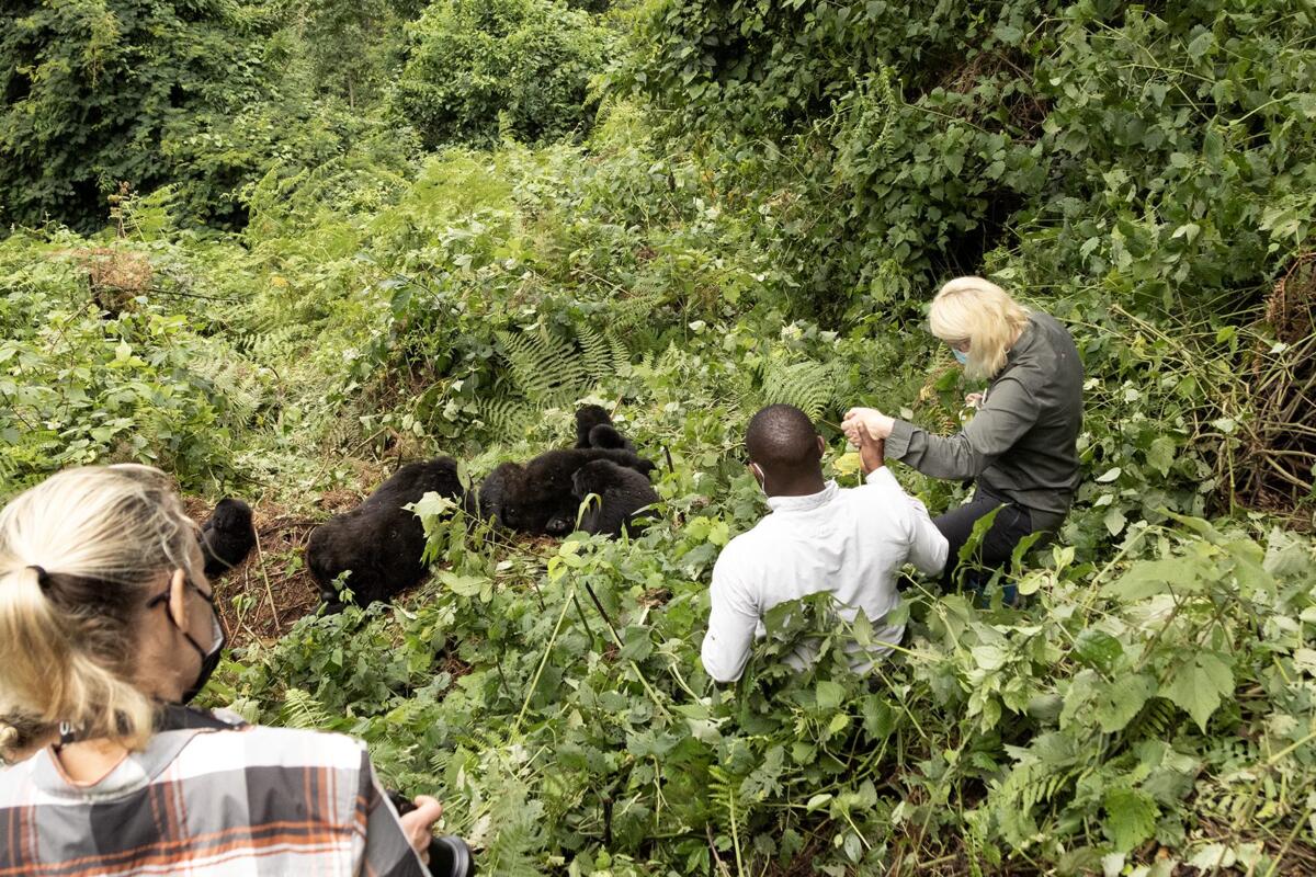Gorilla Trekking, Luxury Safaris, Volcanoes Safaris.