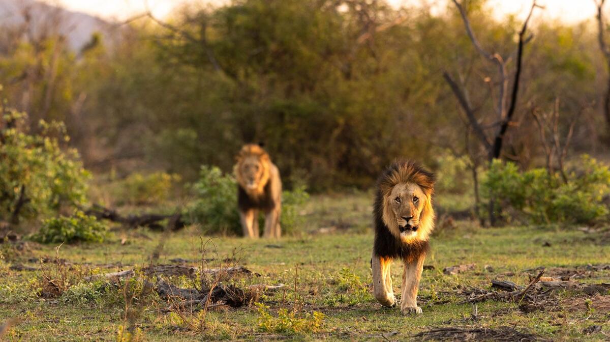 Marataba, South Africa. Big Five. Malaria Free