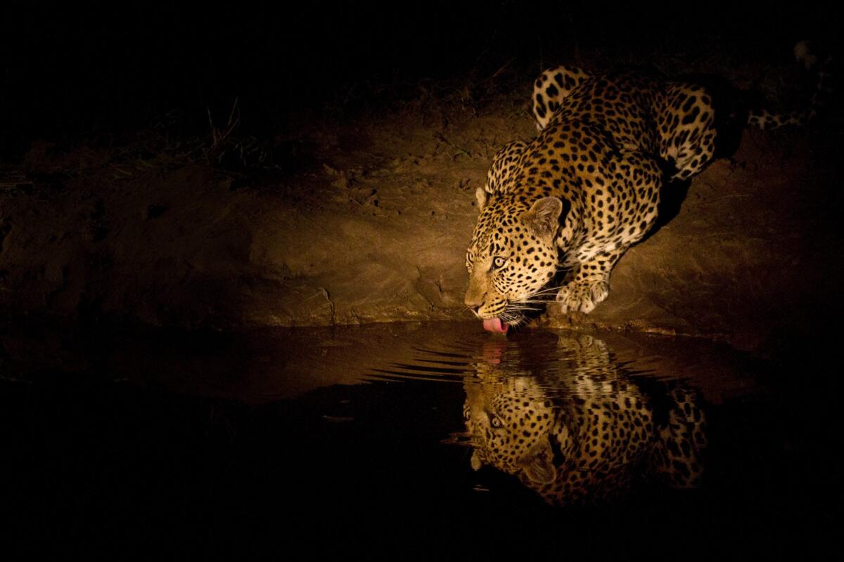South Africa. Leopard in the Sabi Sand Game Reserve, Sabi Sands,