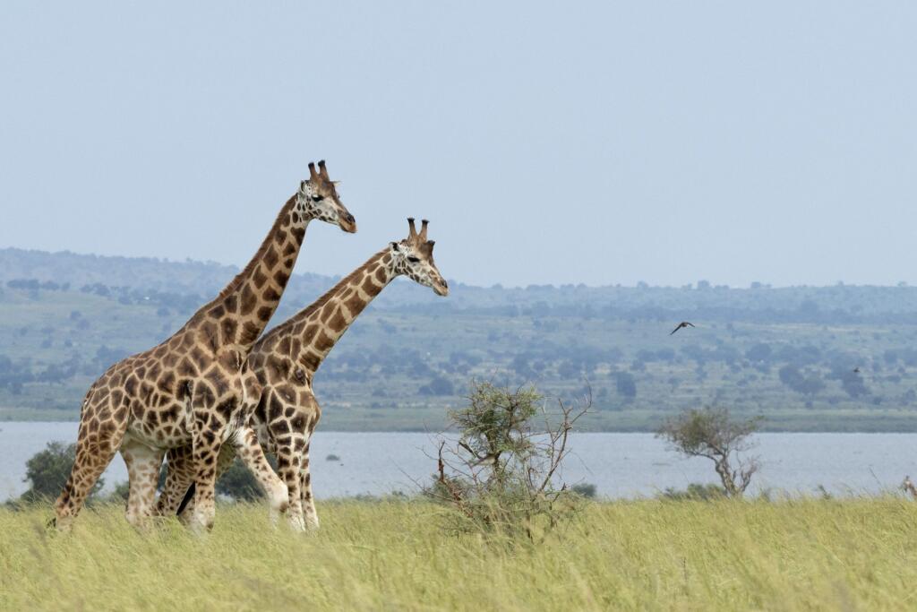 Uganda Safaris, Murchison Falls River Game Drive