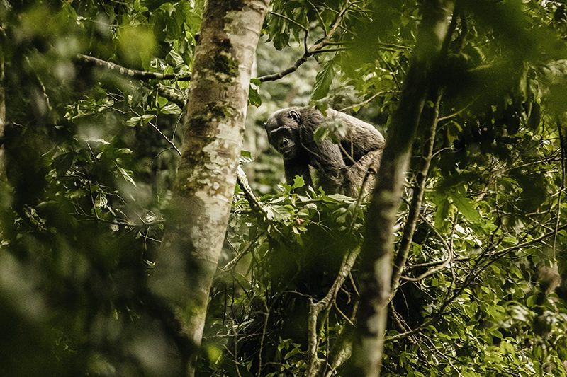 nyungwe-3_cropped_ nyungwe-3_cropped_