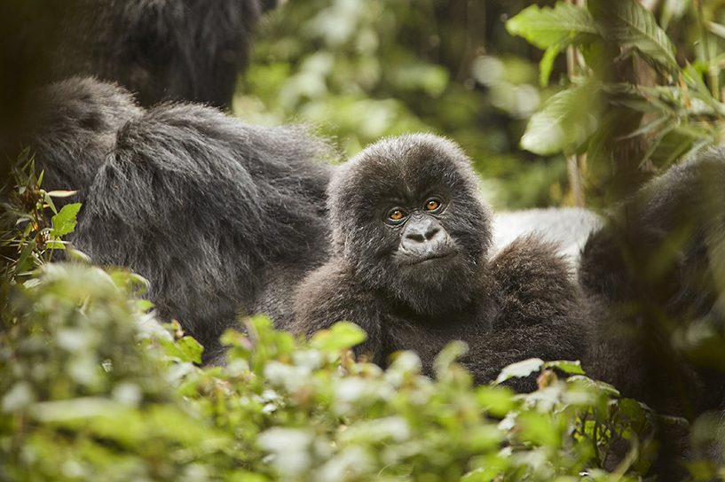 oo_gorillasnest_flora_fauna_gorilla_trek_23104_master_small-copy oo_gorillasnest_flora_fauna_gorilla_trek_23104_master_small-copy