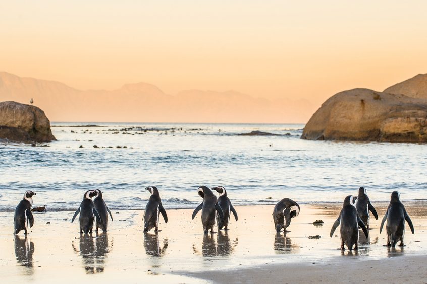 African,Penguins,On,The,Sandy,Coast,In,Sunset.,Red,Sky. Boulders Beach, Peninsula Tour, Cape Town, African Penguin, Simon's Town