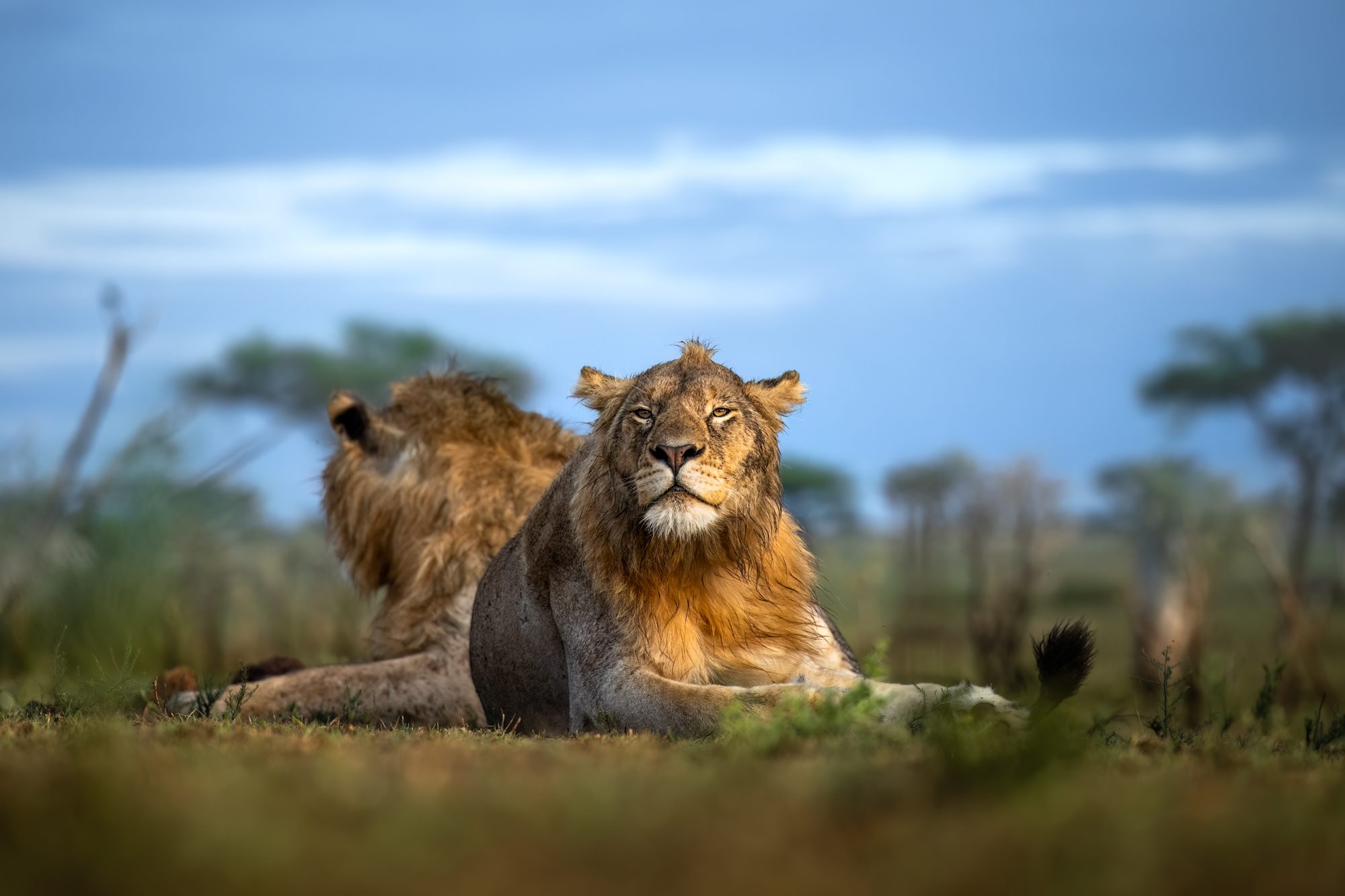 Serengeti National Park, Male Lions, Singita