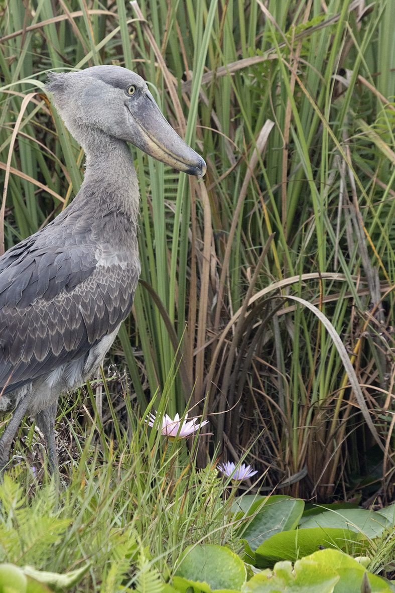 shoebill uganda sm 003 lr