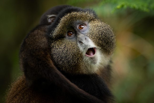 Singita Kwitonda, Rwanda Safari, Visit Rwanda