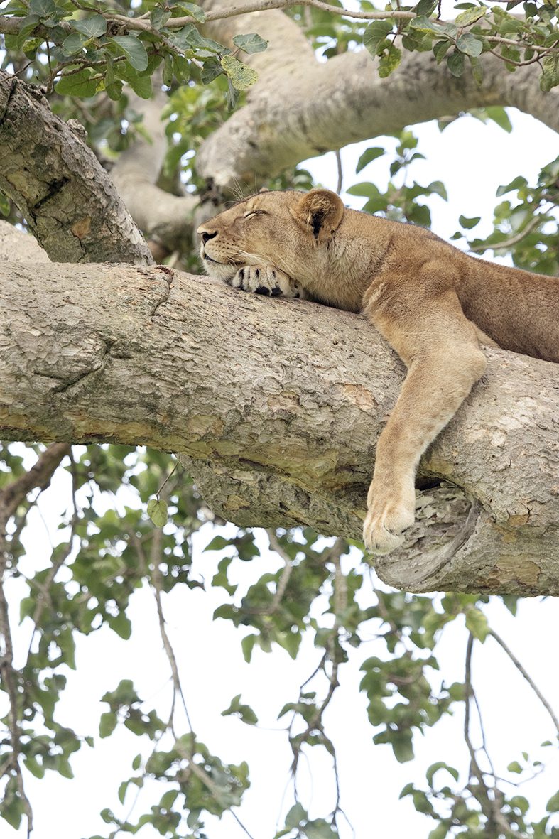 Ishasha Region, Uganda Safari, Gorilla Trekking Safari, Lions