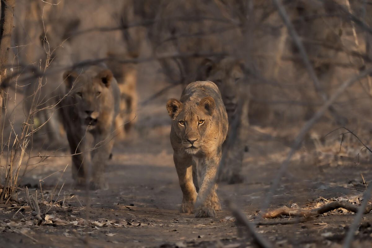 Kanga Camp, African Bush Camps