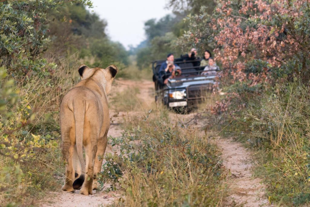 Big Five Safari, Malaria-Free Safari, Lion, Lions Sands, More Collection. Marataba Lodge