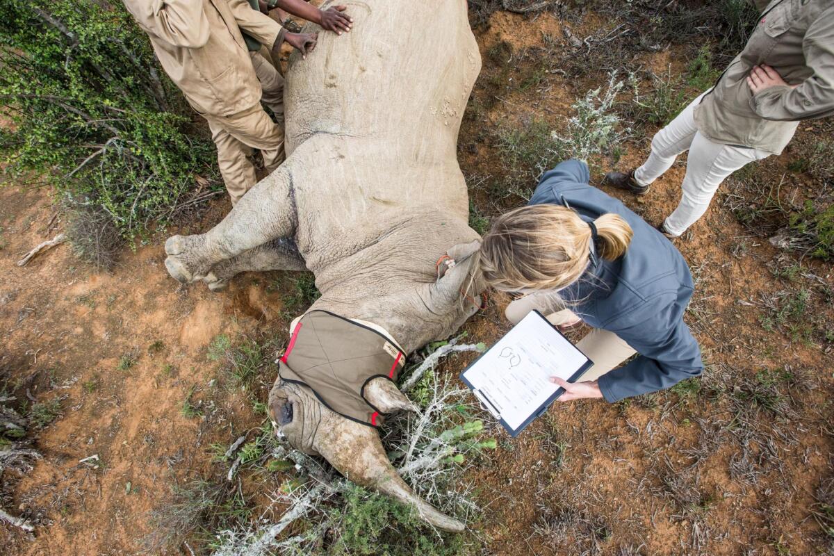 Conservation Experience; Rhino Monitoring