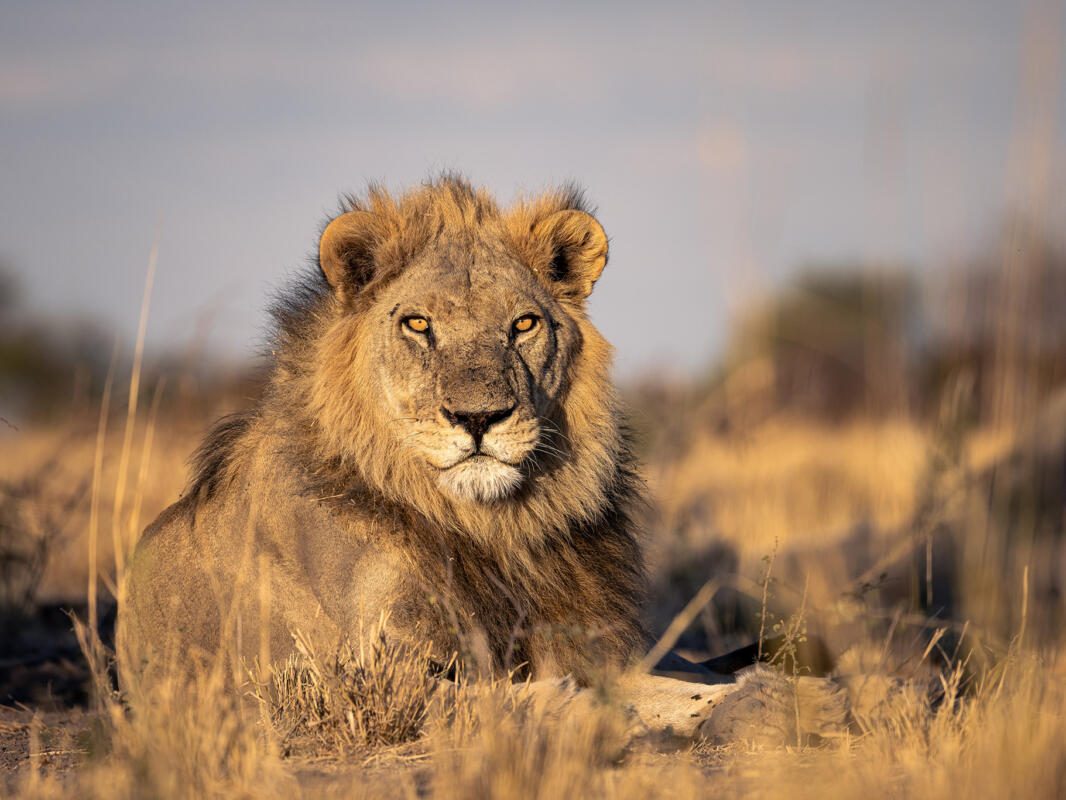 Mokete Lodge, Mababe Depression, Botswana