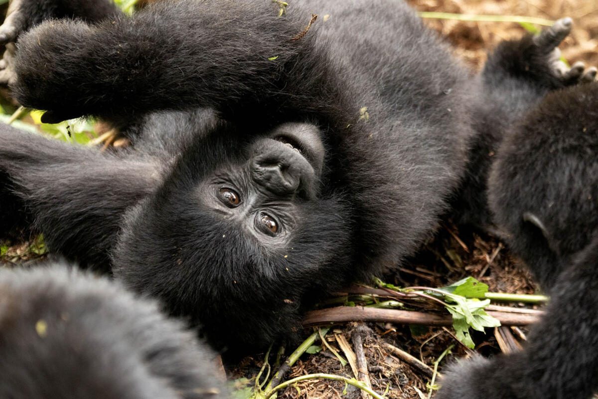 Baby gorillas, Bwindi, Uganda Safaris, Love One International