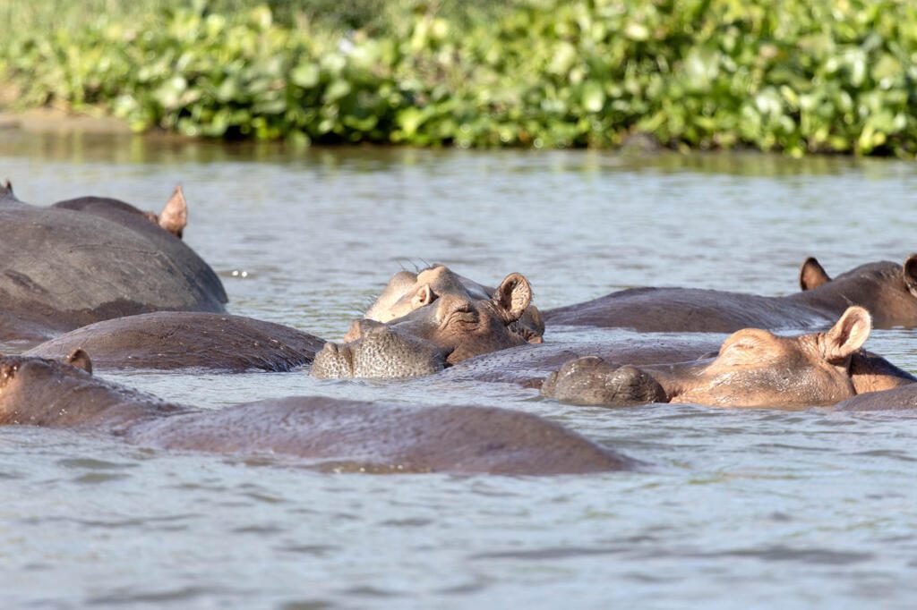 Uganda Safaris, Murchison Falls River Cruise, Nile River Cruise