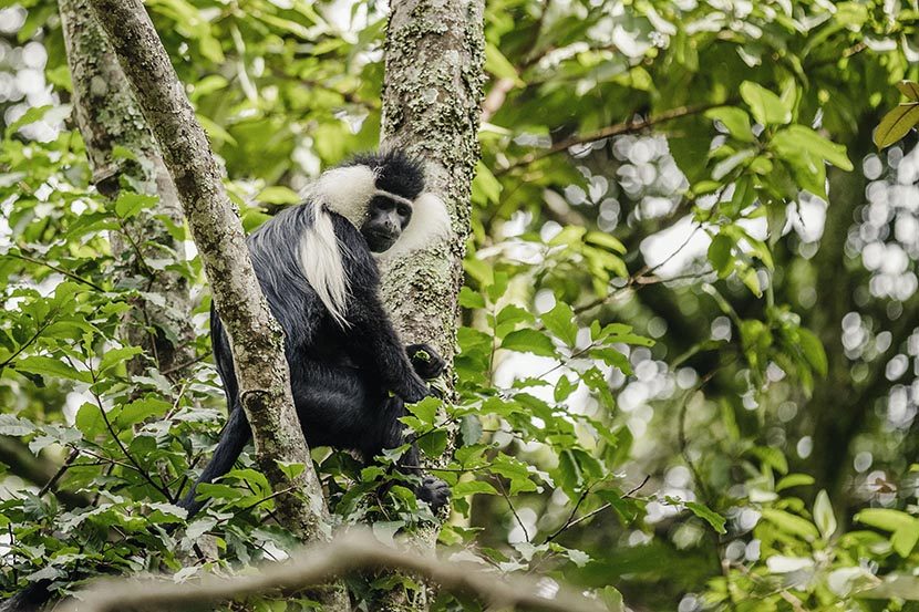 One & Only Nyungwe, Chimpanzee Trekking, Nyungwe Forest