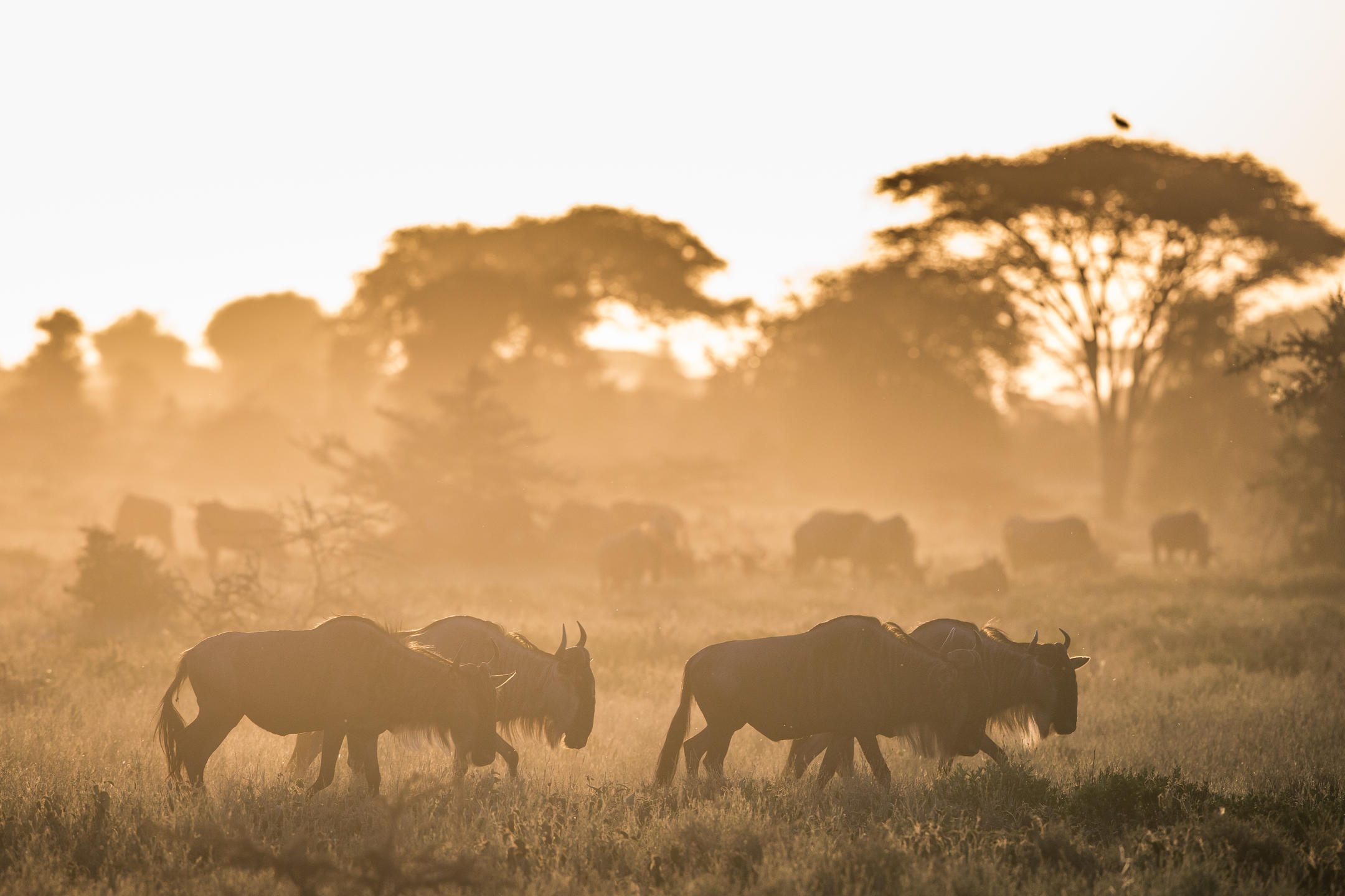 Legendary Nyasi Tented Camp. Glamping, Luxury Tented Camps, Great Migration.