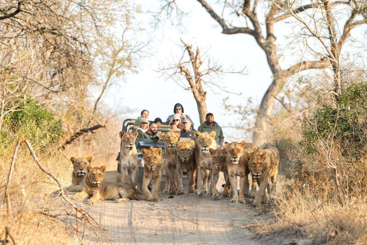 Lion pride at Rolay Malewane, Greater Kruger, South Africa. Big Five Safaris. Kruger National Park
