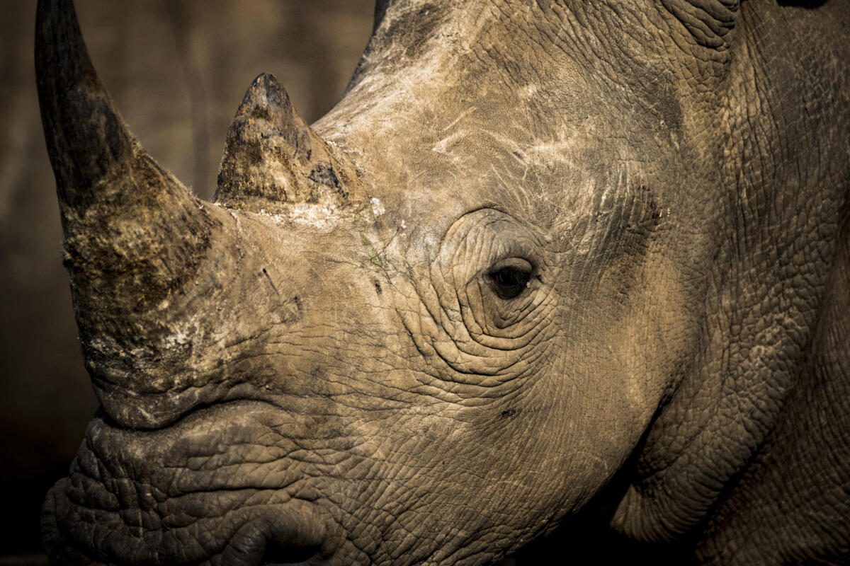 Singita Lebombo, Kruger National Park,