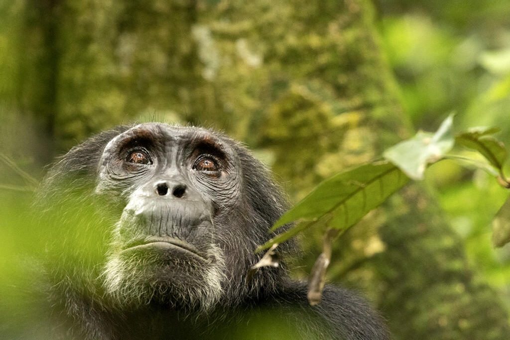 Kibale, Chimps, Primate Trekking, Uganda Safari