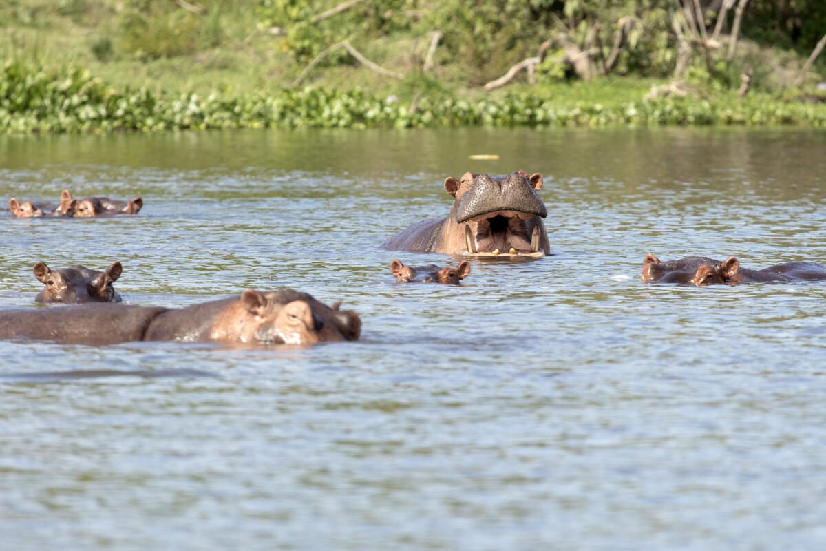 Uganda Safaris, Murchison Falls River Cruise, Nile River Cruise