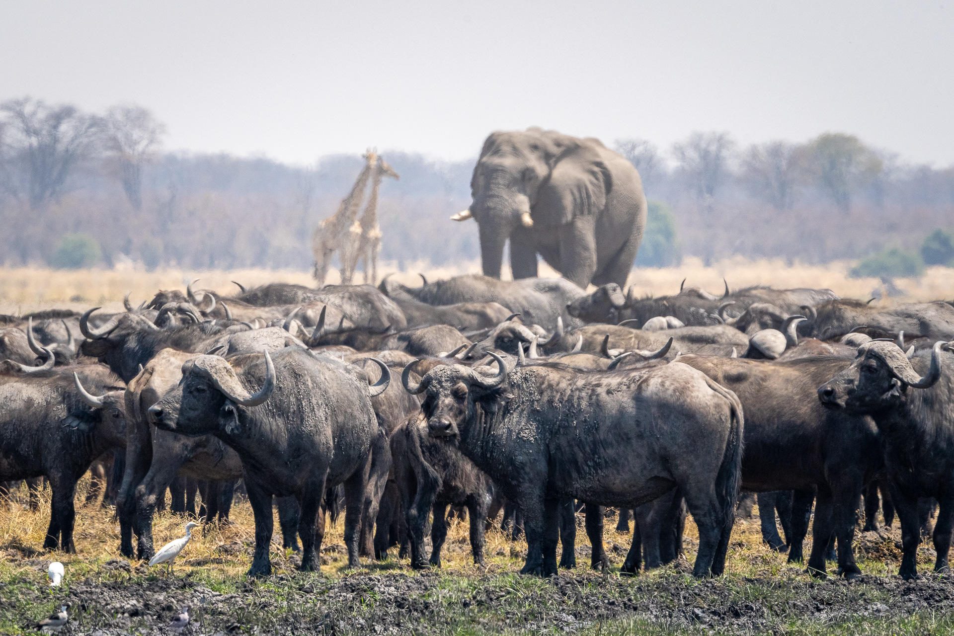 Wilderness Destinations, Mababe, Mokote, Big Five Safari