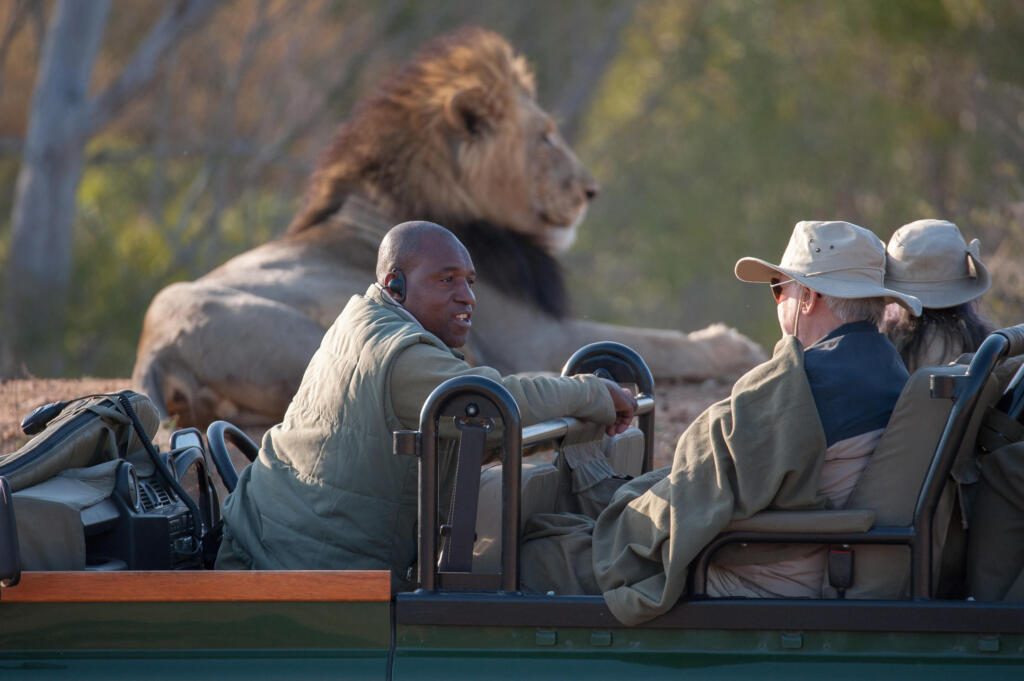 royal_malewane_-_game_drive_lion