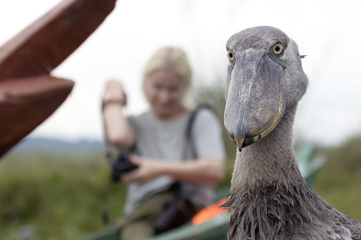 Shoebill, Mashaba Swamp, Lake Victoria, Uganda Safari
