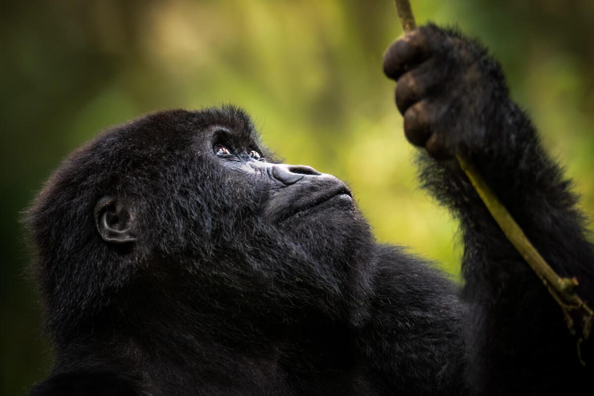 Singita Kwitonda, Gorilla Trekking, Rwanda Safaris, Visit Rwanda