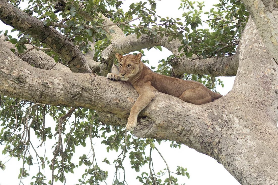 Queen Elizabeth National Park, Uganda Safaris, Volcanoes Safaris