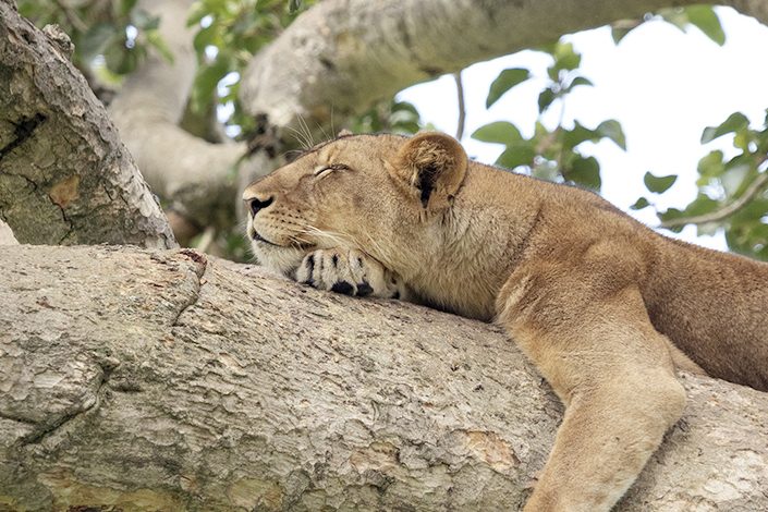 Uganda Safari, Queen Elizabeth National Park, Lions