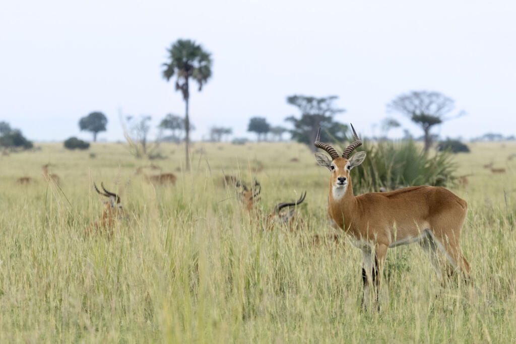 Uganda Safaris, Murchison Falls River Game Drive
