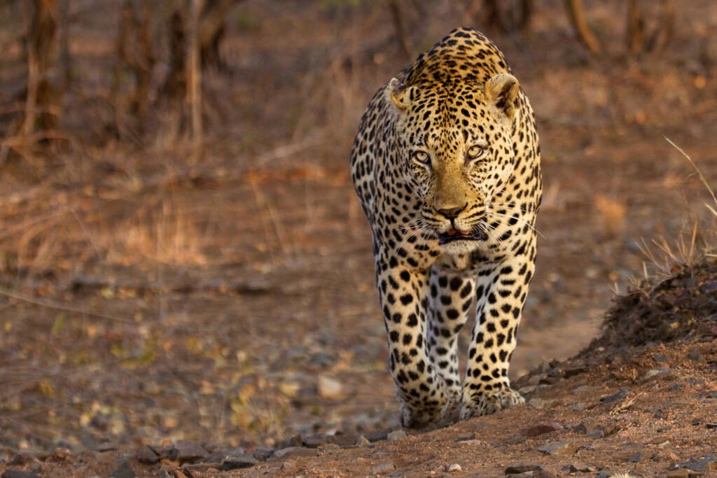 Leopard in the Sabi Sand Game Reserve, South Africa