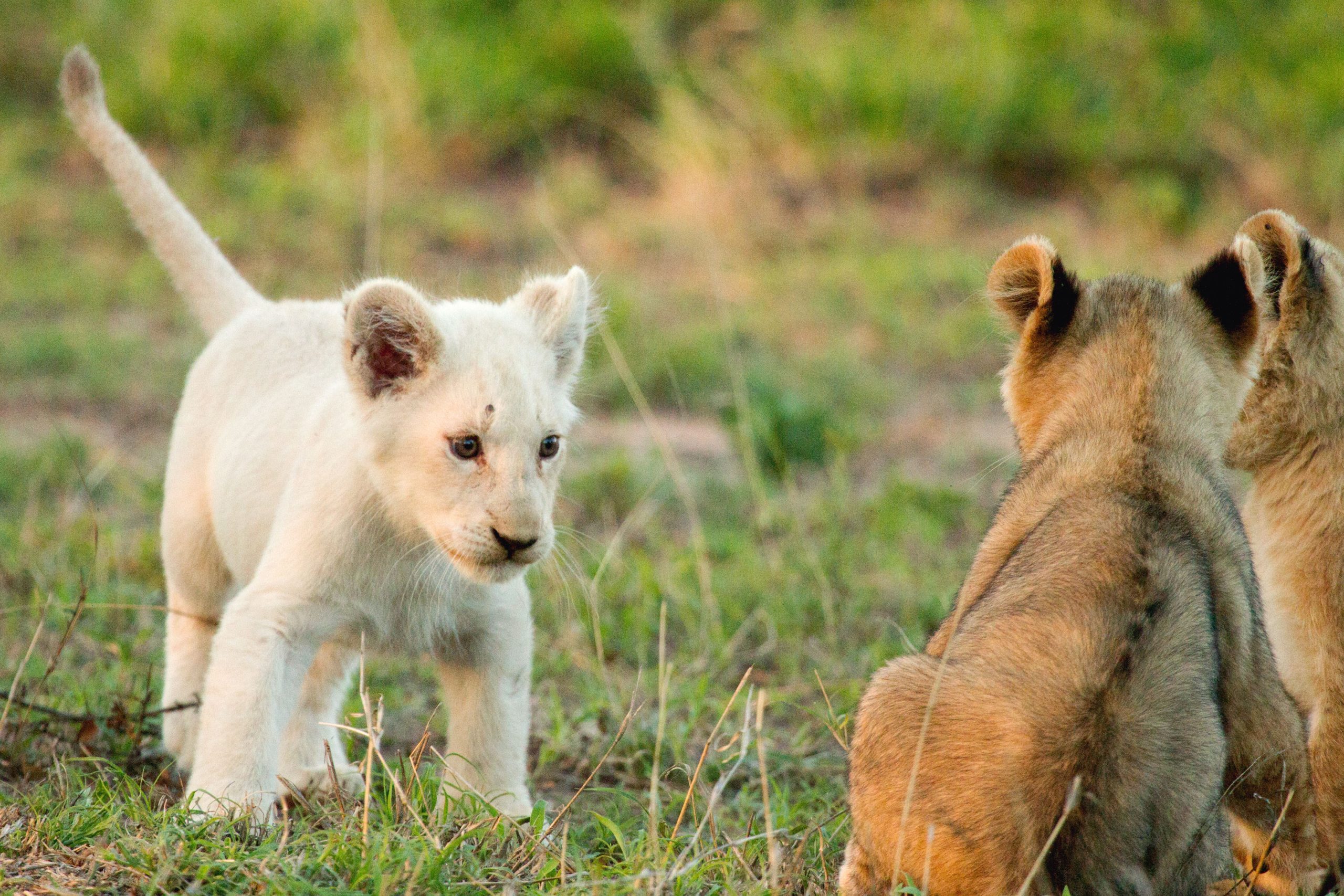 White Lion, Timbavati white lions, Ngala Tented, Ngala Safari Lodge.