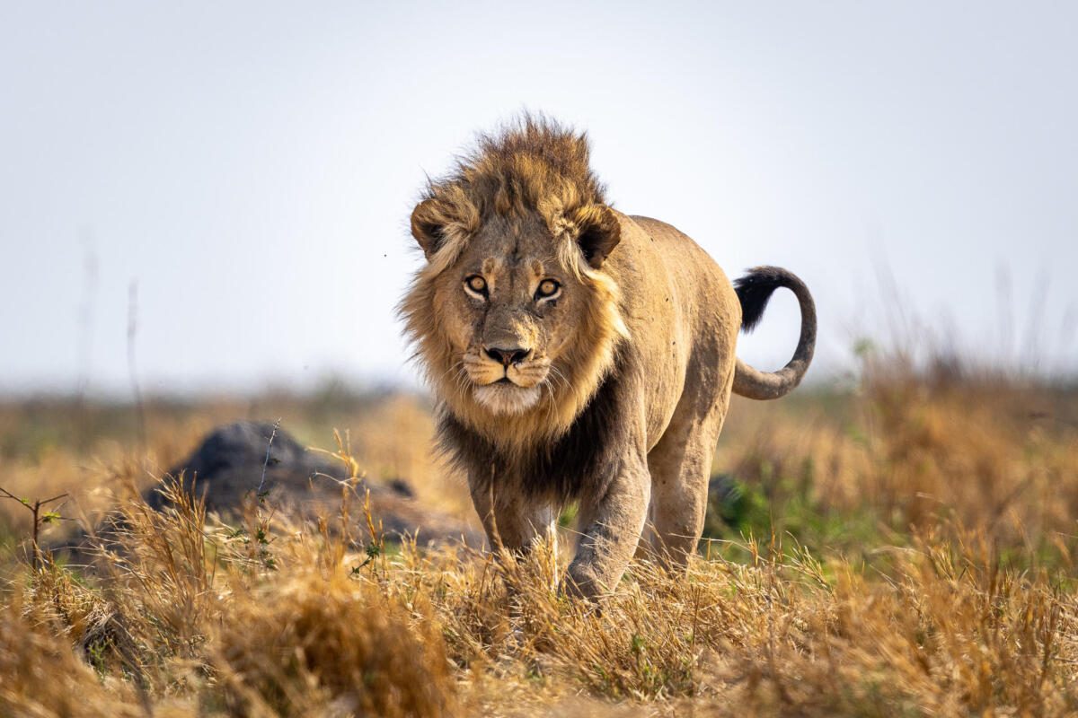 Mokete Lodge, Mababe depression, Botswana