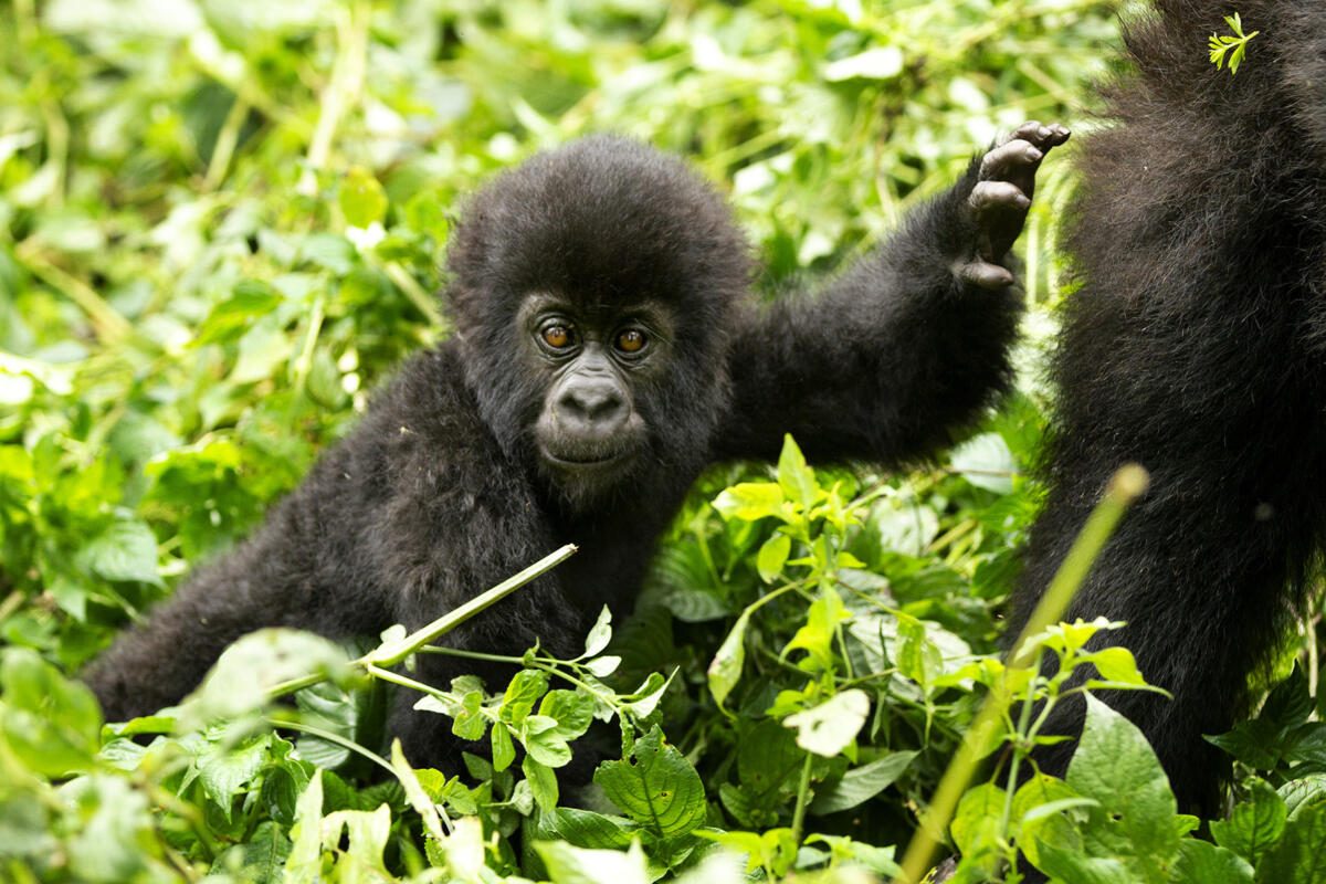 Rwanda Gorilla Treks, Uganda Gorilla Trekking, Gorilla Tours, Gorilla Safaris, Luxury Gorilla