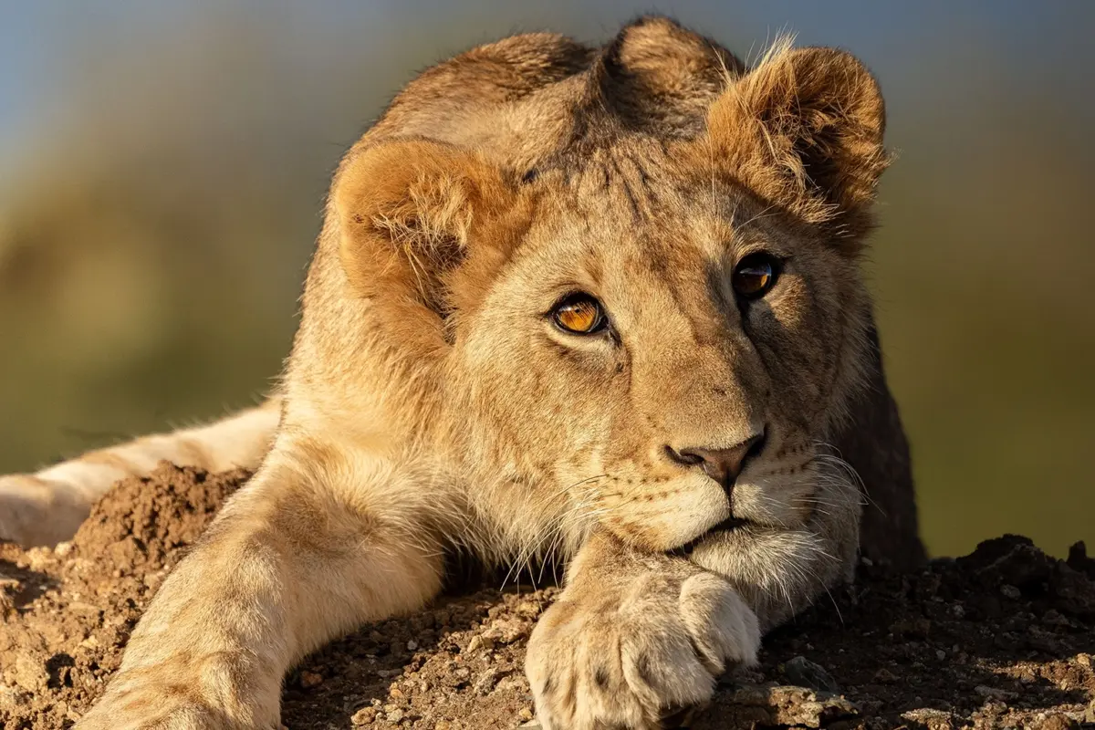 Loisaba Conservancy