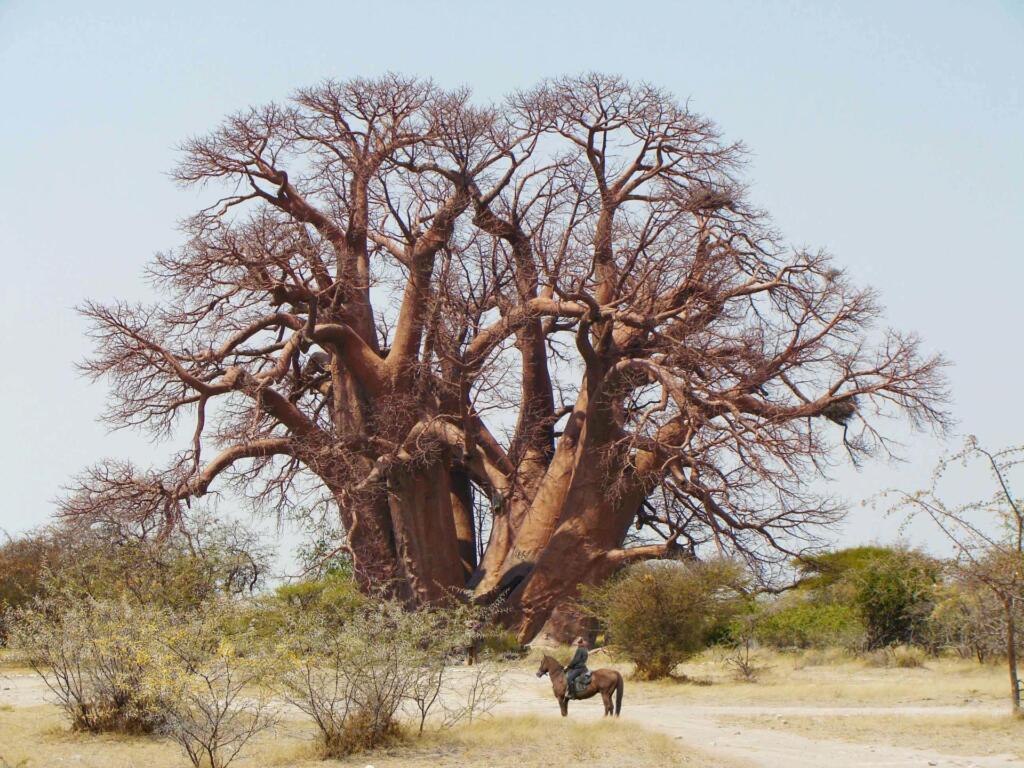 Chapmans Baobab