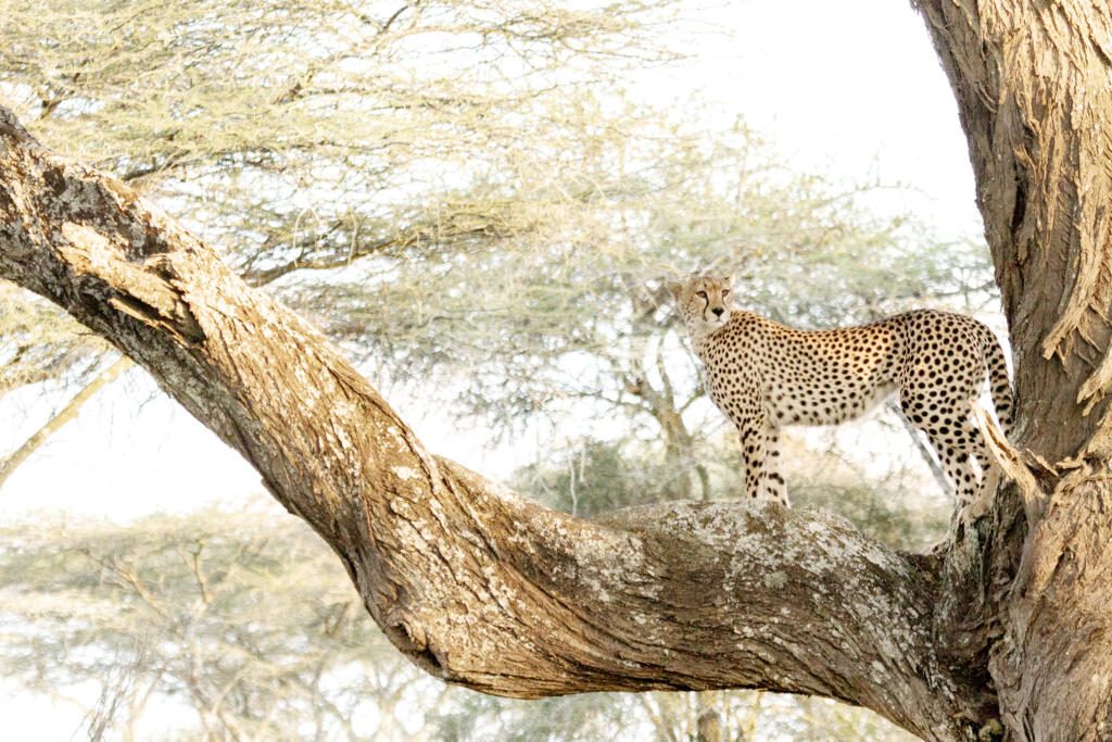 andBeyond Serengeti Under Canvas, &Beyond, Great Migration