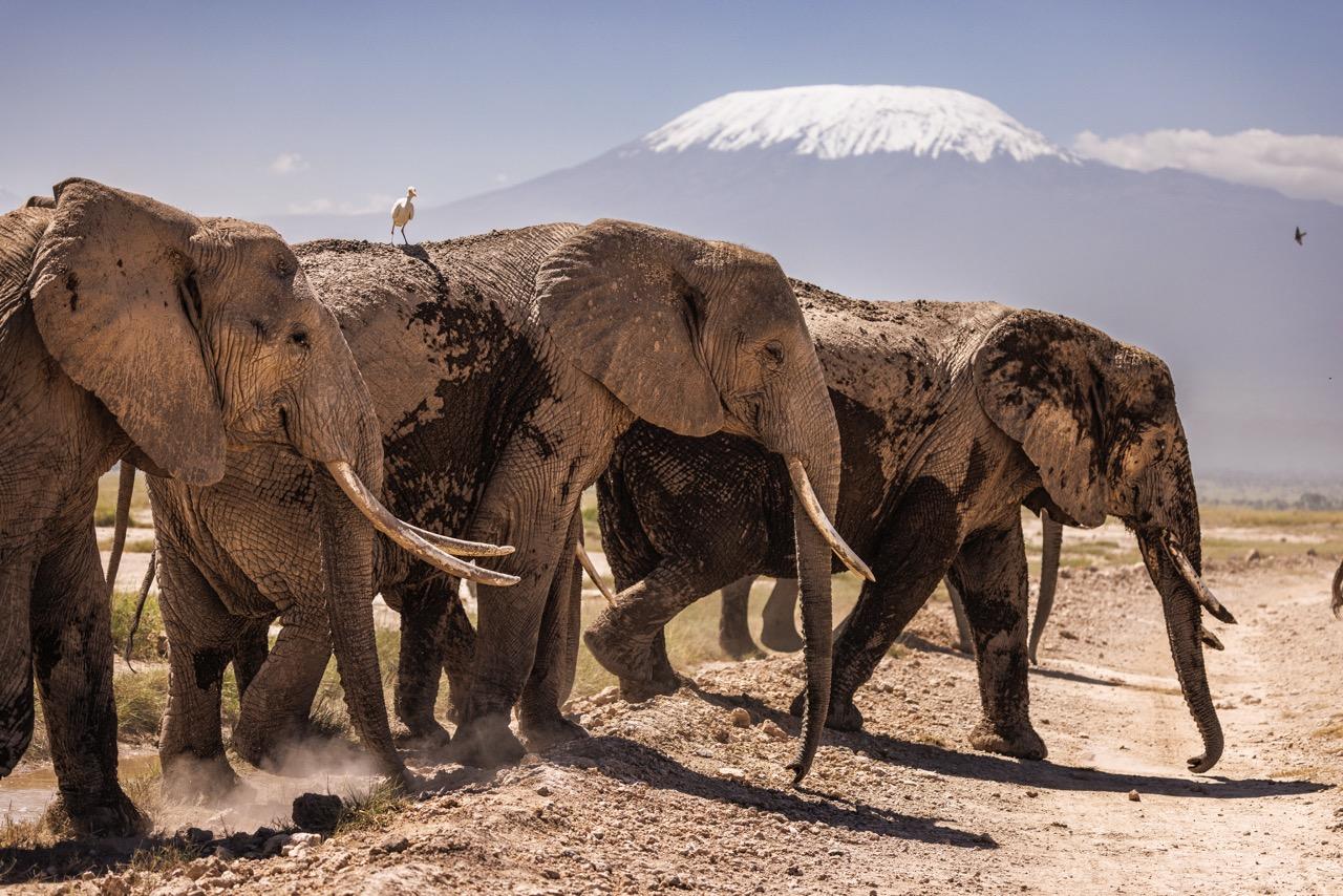Elephants in Amboseli National Park