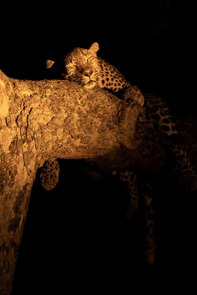 Sleeping leoprd, Thornybush, Greater Kruger, South Africa