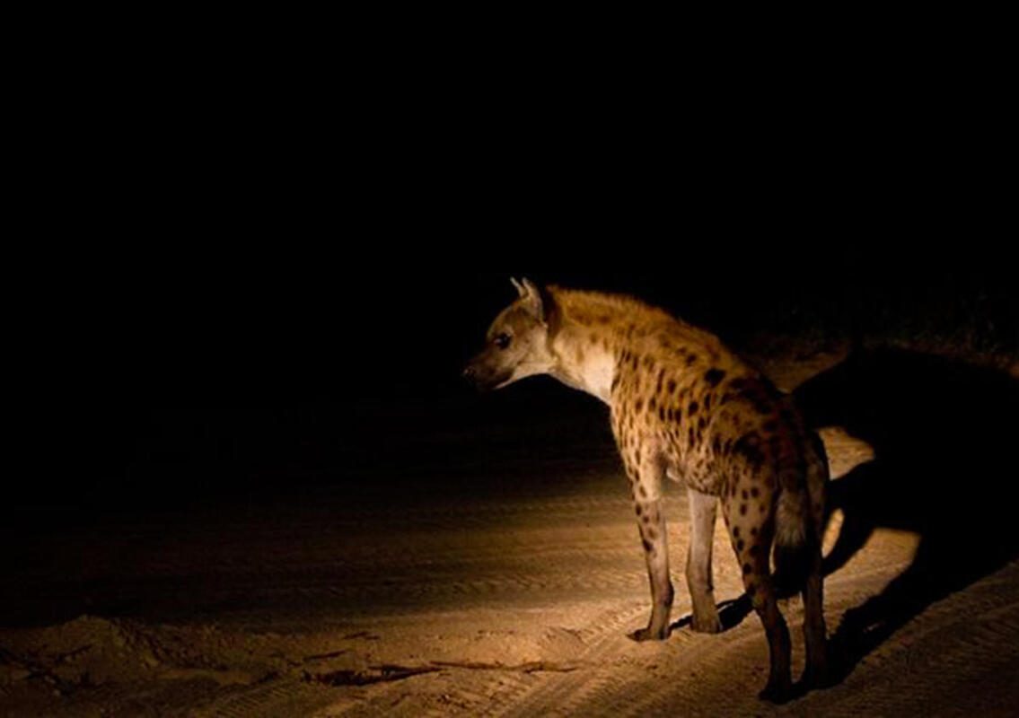 Asilia Naboisho Camp, Kenya, Mara Safaris