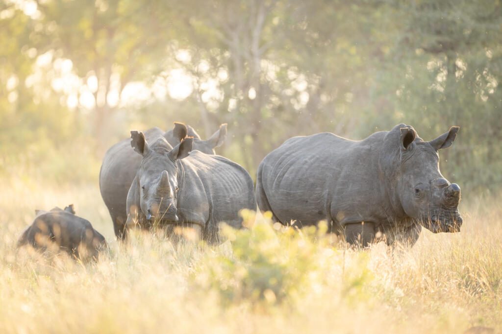 Singita Ebony, Sabi Sand Nature Reserve, South Africa