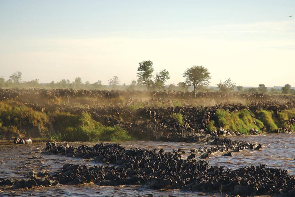 Great Migration, Asilia Sayari Camp, Serengeti National Park, Tanzania