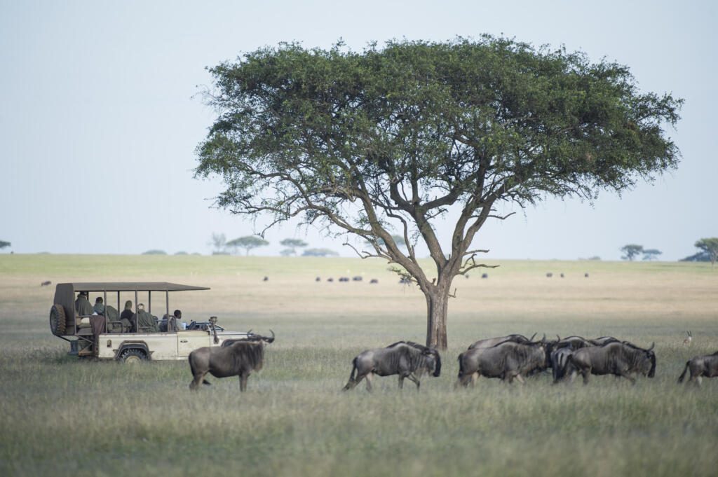 Serengeti, Great Migration, Singita