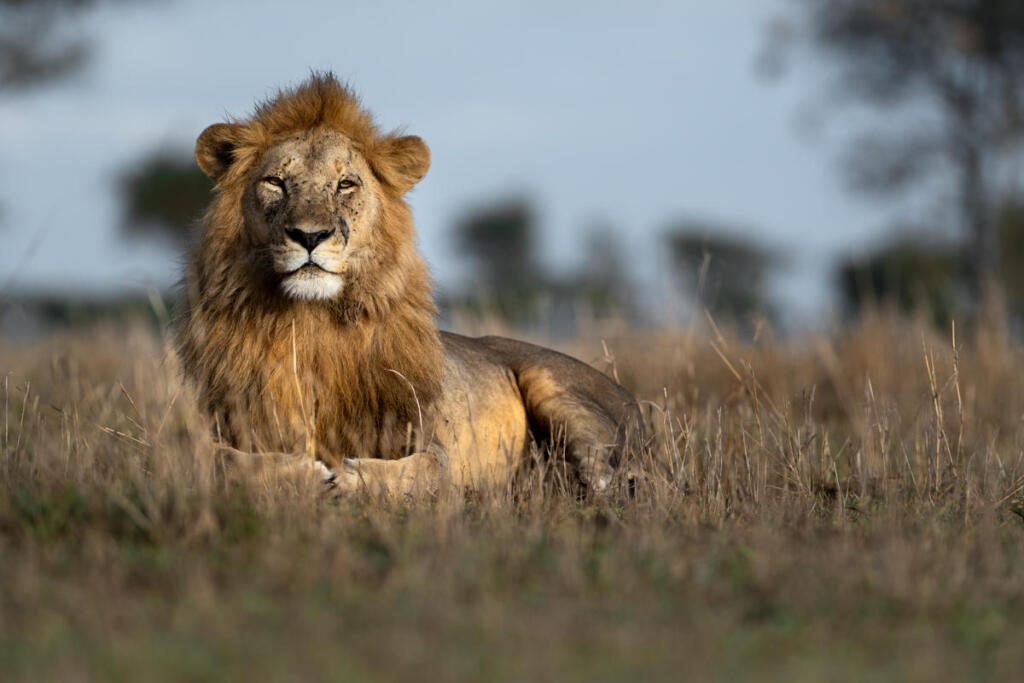 Serengeti, Great Migration, Singita