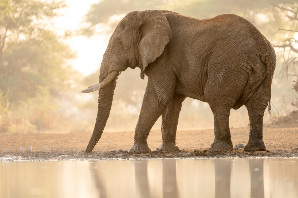 Elephant, Big Five Safaris