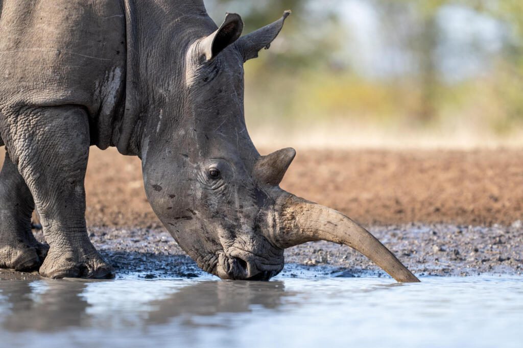 Rhino, Big Five Safaris, Luxury Zimbabwe