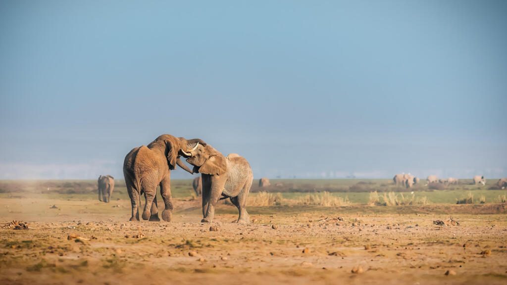 Amboseli National Park, Kenya